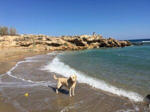 Kapparis Dog Friendly Beach